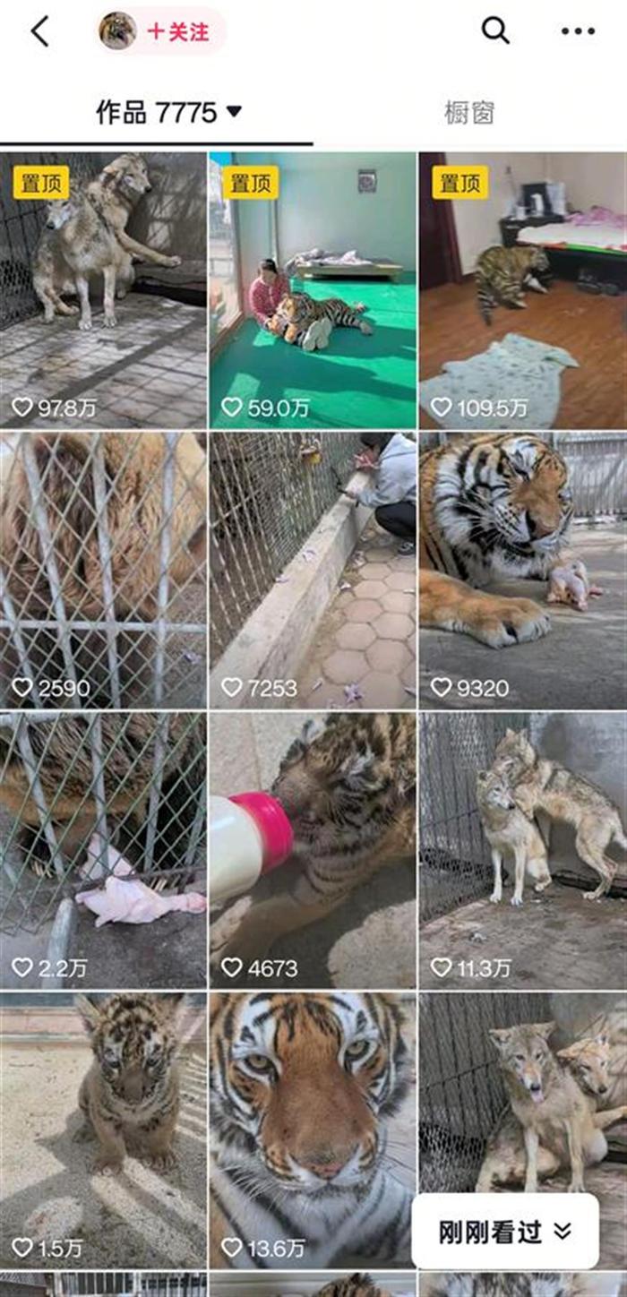 狼為何見飼養員躲墻角發抖？動物專家揭秘氣味與信任的博弈